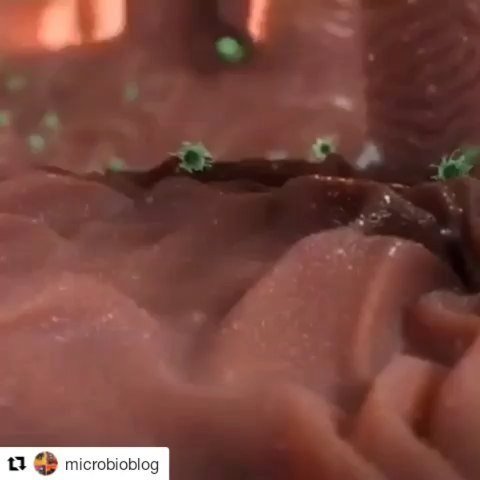 Los macrófagos forman parte del sistema inmunitario de la leche materna,  pueden…